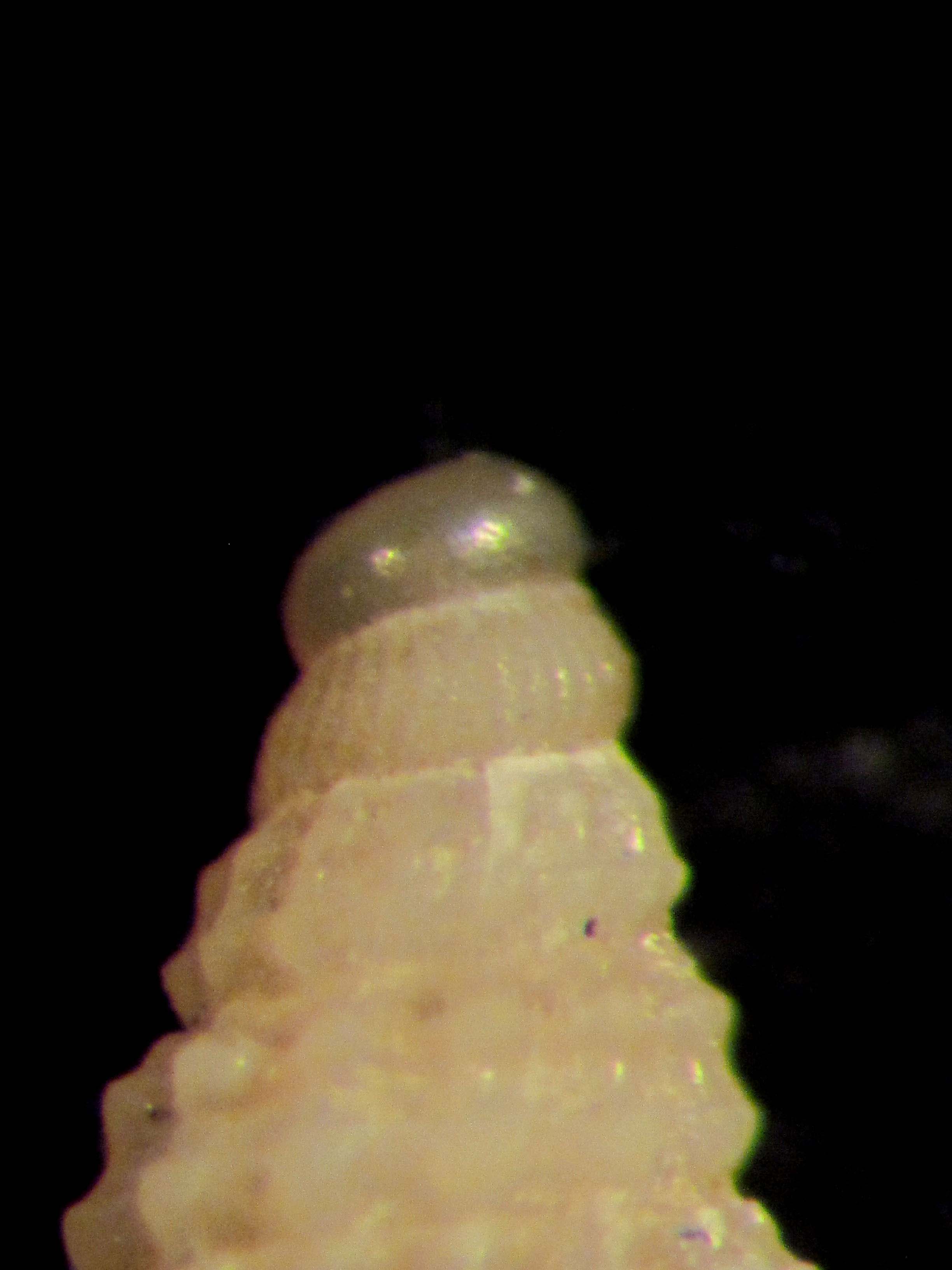 area balearica profonda